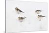 Snow Buntings (Plectrophenax Nivalis) Searching for Food in Snow, Cairngorms Np, Scotland, UK-Fergus Gill-Stretched Canvas