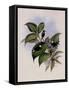 Snow-Cap, Microchera Albocoronata-John Gould-Framed Stretched Canvas