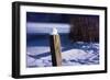 Snow Capped Fence Post Along Pond-Anthony Paladino-Framed Giclee Print