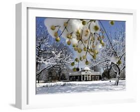 Snow Clings to Branches of a Berry Tree on the South Lawn of Thomas Jefferson's Home-null-Framed Premium Photographic Print