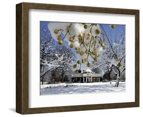 Snow Clings to Branches of a Berry Tree on the South Lawn of Thomas Jefferson's Home-null-Framed Photographic Print