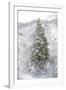 Snow Conifer-Chris Dunker-Framed Giclee Print