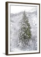 Snow Conifer-Chris Dunker-Framed Giclee Print