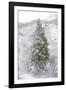 Snow Conifer-Chris Dunker-Framed Giclee Print