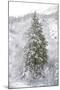 Snow Conifer-Chris Dunker-Mounted Giclee Print