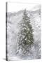 Snow Conifer-Chris Dunker-Stretched Canvas