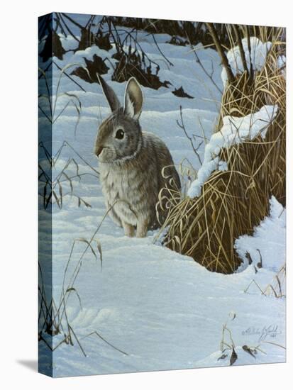 Snow Cover Cottontail-Wilhelm Goebel-Stretched Canvas