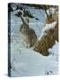 Snow Cover Cottontail-Wilhelm Goebel-Stretched Canvas