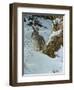 Snow Cover Cottontail-Wilhelm Goebel-Framed Premium Giclee Print