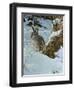 Snow Cover Cottontail-Wilhelm Goebel-Framed Premium Giclee Print