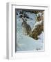 Snow Cover Cottontail-Wilhelm Goebel-Framed Premium Giclee Print