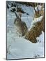 Snow Cover Cottontail-Wilhelm Goebel-Mounted Premium Giclee Print