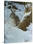 Snow Cover Cottontail-Wilhelm Goebel-Stretched Canvas