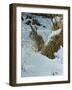 Snow Cover Cottontail-Wilhelm Goebel-Framed Giclee Print