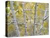 Snow-covered Aspen forest near Kebbler Pass, Gunnison National Forest, Colorado-Tim Fitzharris-Stretched Canvas