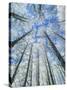 Snow Covered Aspen (Populus Tremula)-Bjorn Svensson-Stretched Canvas