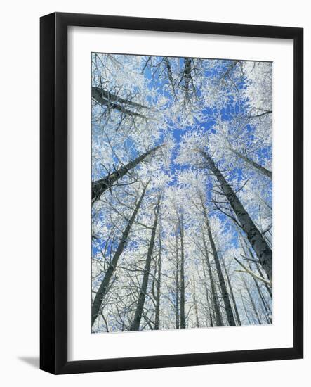 Snow Covered Aspen (Populus Tremula)-Bjorn Svensson-Framed Photographic Print