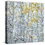 Snow covered aspen trees, Colorado, USA-Panoramic Images-Stretched Canvas