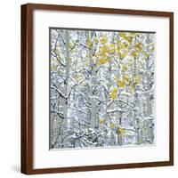 Snow covered aspen trees, Colorado, USA-Panoramic Images-Framed Photographic Print