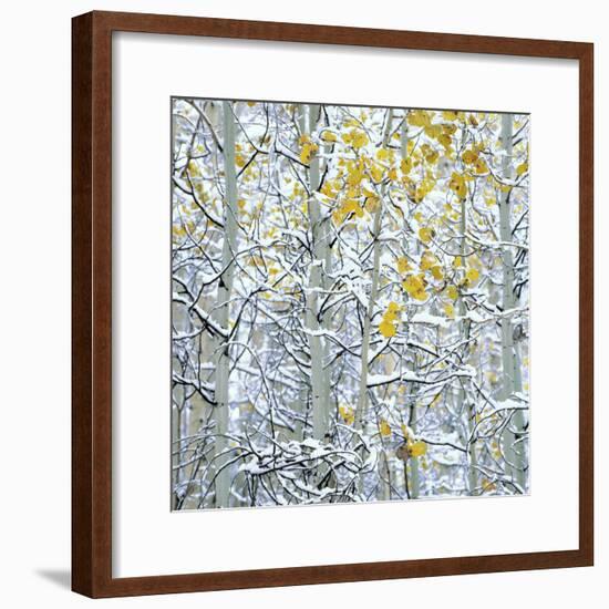 Snow covered aspen trees, Colorado, USA-Panoramic Images-Framed Photographic Print