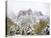 Snow Covered Aspens and Firs, Maroon Bells, Colorado, USA-Terry Eggers-Stretched Canvas