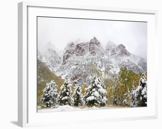 Snow Covered Aspens and Firs, Maroon Bells, Colorado, USA-Terry Eggers-Framed Photographic Print