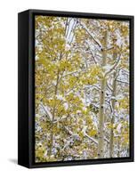 Snow Covered Aspens and Firs, Maroon Bells, Colorado, USA-Terry Eggers-Framed Stretched Canvas