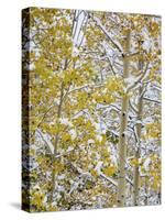 Snow Covered Aspens and Firs, Maroon Bells, Colorado, USA-Terry Eggers-Stretched Canvas