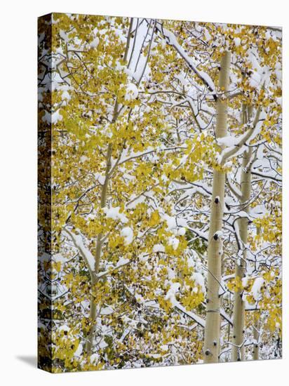 Snow Covered Aspens and Firs, Maroon Bells, Colorado, USA-Terry Eggers-Stretched Canvas