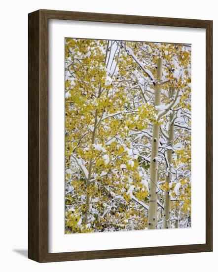 Snow Covered Aspens and Firs, Maroon Bells, Colorado, USA-Terry Eggers-Framed Photographic Print