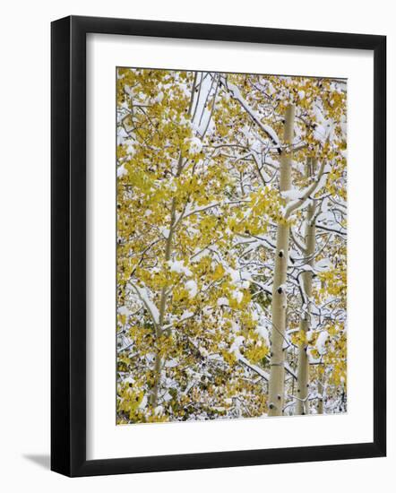 Snow Covered Aspens and Firs, Maroon Bells, Colorado, USA-Terry Eggers-Framed Photographic Print
