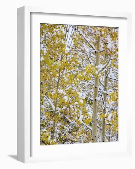 Snow Covered Aspens and Firs, Maroon Bells, Colorado, USA-Terry Eggers-Framed Photographic Print