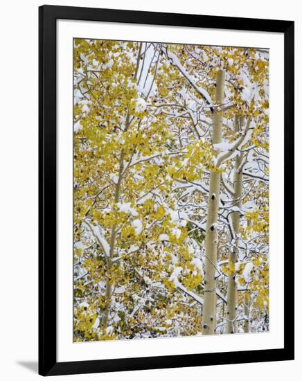 Snow Covered Aspens and Firs, Maroon Bells, Colorado, USA-Terry Eggers-Framed Photographic Print