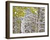 Snow Covered Aspens and Firs, Maroon Bells, Colorado, USA-Terry Eggers-Framed Photographic Print