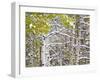 Snow Covered Aspens and Firs, Maroon Bells, Colorado, USA-Terry Eggers-Framed Photographic Print