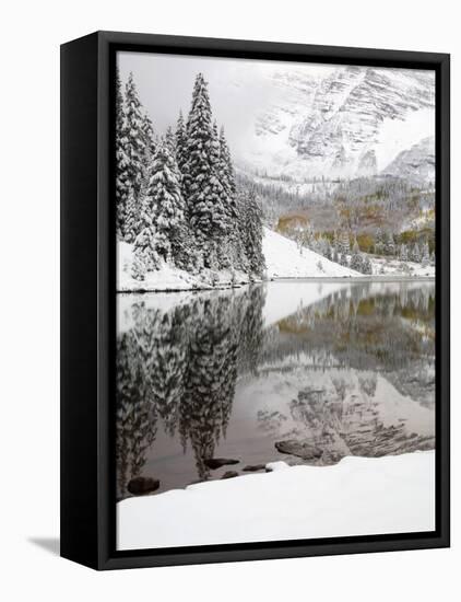 Snow Covered Aspens, Maroon Bells, Colorado, USA-Terry Eggers-Framed Stretched Canvas