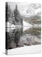 Snow Covered Aspens, Maroon Bells, Colorado, USA-Terry Eggers-Stretched Canvas