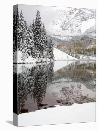 Snow Covered Aspens, Maroon Bells, Colorado, USA-Terry Eggers-Stretched Canvas