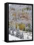 Snow Covered Aspens, Maroon Bells, Colorado, USA-Terry Eggers-Framed Stretched Canvas