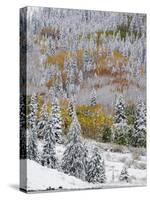 Snow Covered Aspens, Maroon Bells, Colorado, USA-Terry Eggers-Stretched Canvas