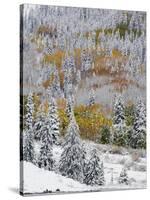 Snow Covered Aspens, Maroon Bells, Colorado, USA-Terry Eggers-Stretched Canvas