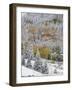 Snow Covered Aspens, Maroon Bells, Colorado, USA-Terry Eggers-Framed Photographic Print