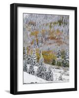 Snow Covered Aspens, Maroon Bells, Colorado, USA-Terry Eggers-Framed Photographic Print