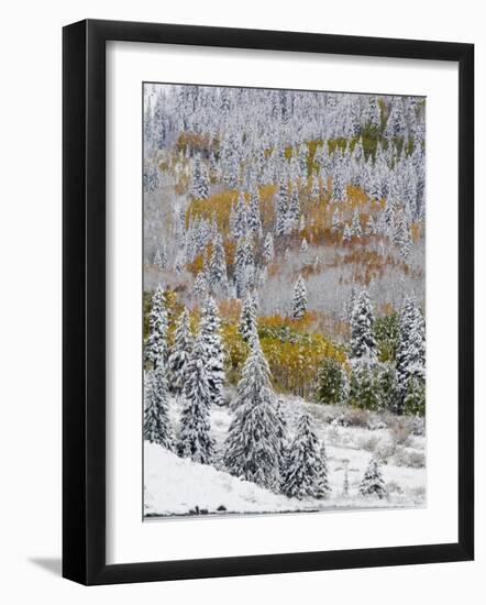 Snow Covered Aspens, Maroon Bells, Colorado, USA-Terry Eggers-Framed Photographic Print