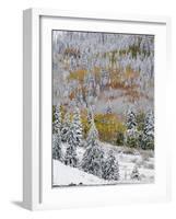 Snow Covered Aspens, Maroon Bells, Colorado, USA-Terry Eggers-Framed Photographic Print