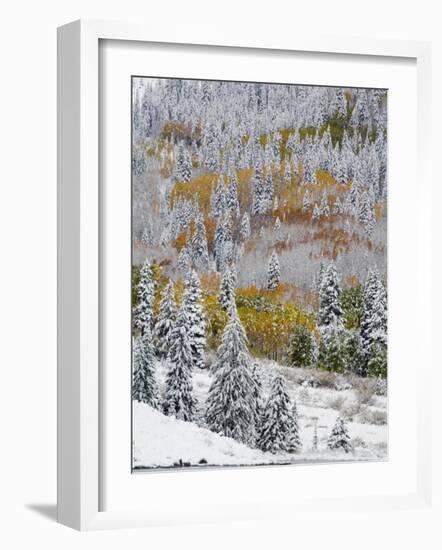 Snow Covered Aspens, Maroon Bells, Colorado, USA-Terry Eggers-Framed Photographic Print