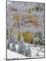 Snow Covered Aspens, Maroon Bells, Colorado, USA-Terry Eggers-Mounted Photographic Print