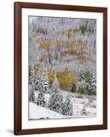 Snow Covered Aspens, Maroon Bells, Colorado, USA-Terry Eggers-Framed Photographic Print