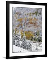 Snow Covered Aspens, Maroon Bells, Colorado, USA-Terry Eggers-Framed Photographic Print
