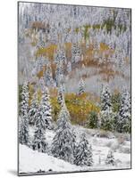 Snow Covered Aspens, Maroon Bells, Colorado, USA-Terry Eggers-Mounted Photographic Print